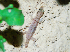 Hemidactylus hajarensis
