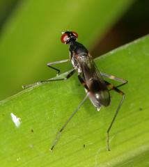 Hybobata fuelleborni