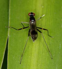 Hybobata fuelleborni