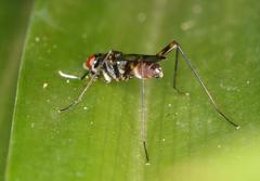 Hybobata fuelleborni