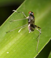 Hybobata fuelleborni