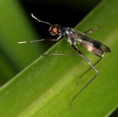 Hybobata fuelleborni
