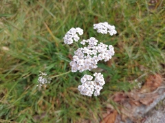 Achillea millefolium