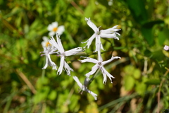 Silene fissipetala