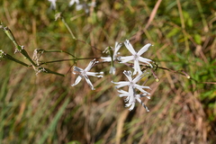 Silene fissipetala