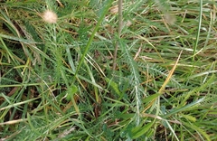 Achillea millefolium