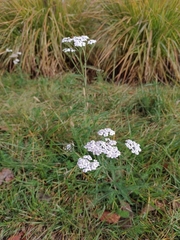 Achillea millefolium