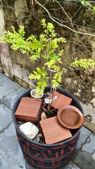 Eugenia pyriformis