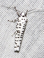 Yponomeuta strigillatus