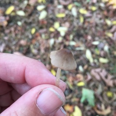 Agaricineae