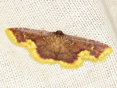 Syngatha latiflavaria