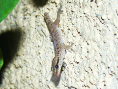 Hemidactylus hajarensis