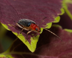 Trichobalya bowringii