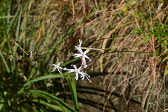 Silene fissipetala