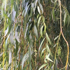 Salix × sepulcralis