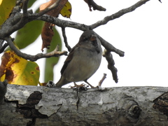 Passer domesticus balearoibericus