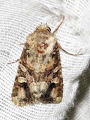 Tycomarptes inferior