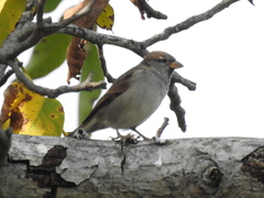 Passer domesticus balearoibericus