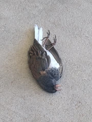 Junco hyemalis