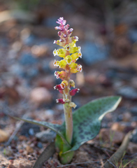 Lachenalia membranacea