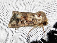 Tycomarptes inferior