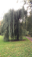 Salix × sepulcralis