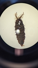 Arthropoda