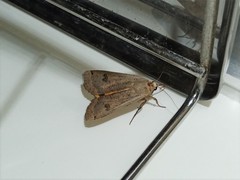 Noctua pronuba