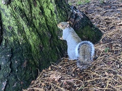 Sciurus carolinensis