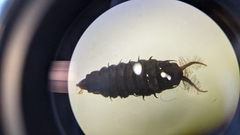 Arthropoda