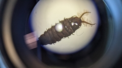 Arthropoda