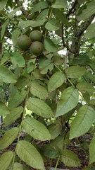 Juglans neotropica