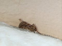 Triodia adriaticus