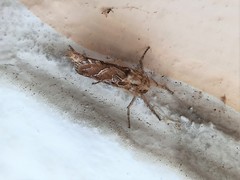 Triodia adriaticus