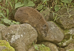 Dendrohyrax arboreus