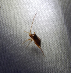 Pseudomegacoelum beckeri