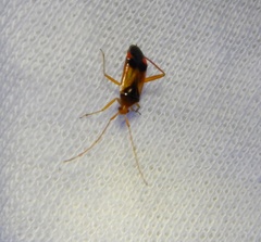 Pseudomegacoelum beckeri