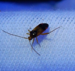 Pseudomegacoelum beckeri