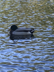 Anas platyrhynchos
