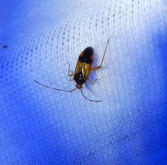 Pseudomegacoelum beckeri