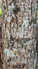 Juglans neotropica