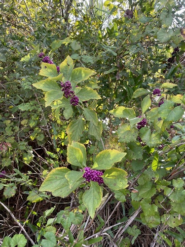 Callicarpa americana iNat (3)