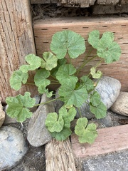 Malva
