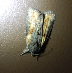 Bryophila raptricula