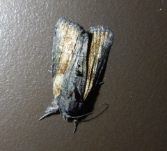 Bryophila raptricula