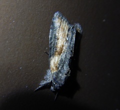 Bryophila raptricula