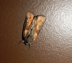 Bryophila raptricula