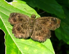 Staphylus hayhurstii