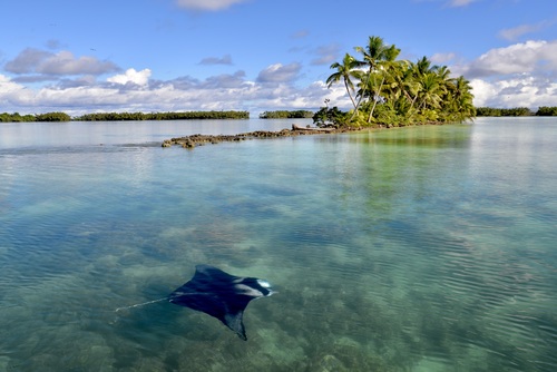 Foto de Manta de arrecife (Mobula alfredi)