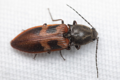 Stropenron nigricollis